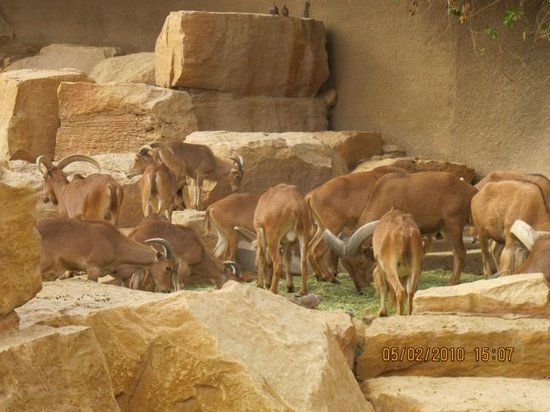 Zoo de Riyadh